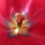 Tulip